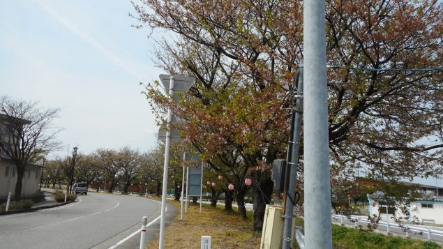 京坪川沿｜新川エリア｜富山さくらの名所70選 開花情報